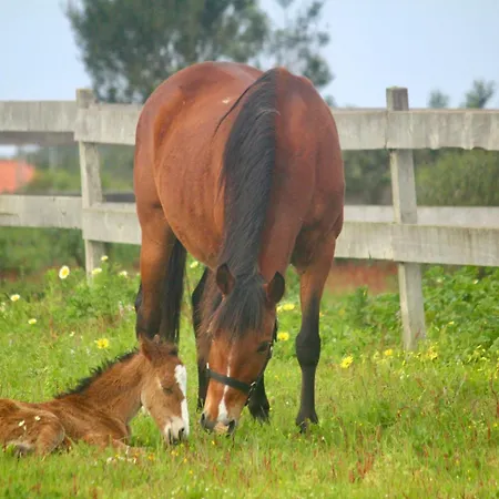 Herdade Monte Do Sol * Алжезур