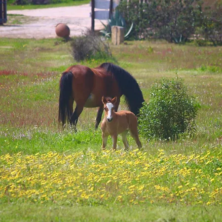 Landsted Herdade Monte Do Sol