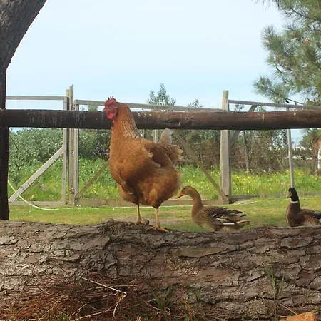 Landsted Herdade Monte Do Sol *