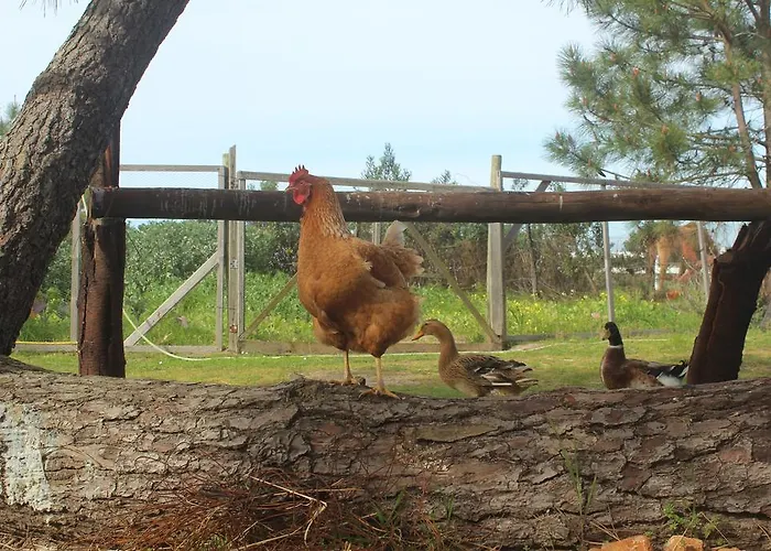 Casa de Campo Herdade Monte Do Sol *